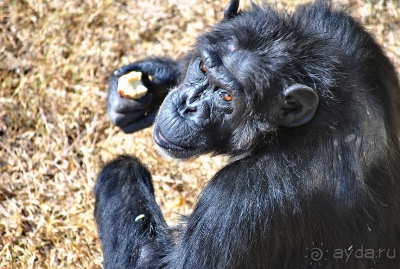 Кения, Свит Вотерз