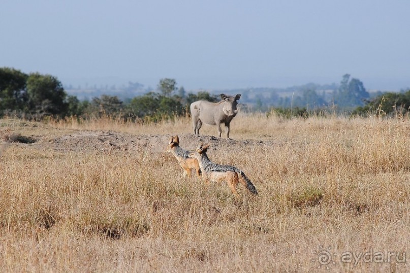 Кения, Свит Вотерз