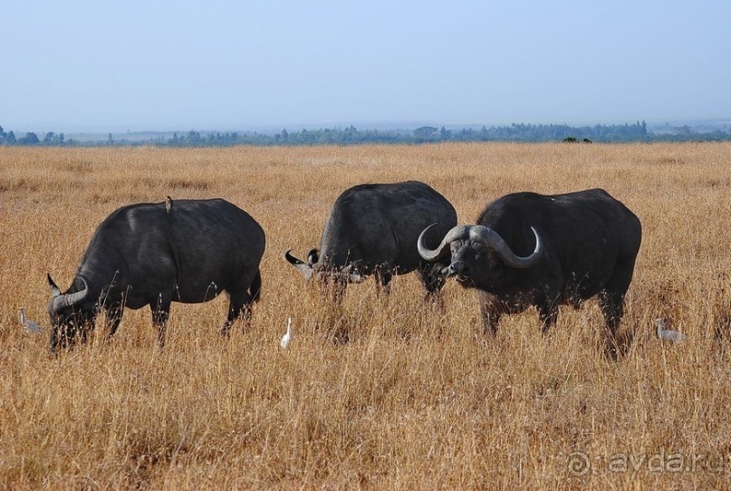 Кения, Свит Вотерз