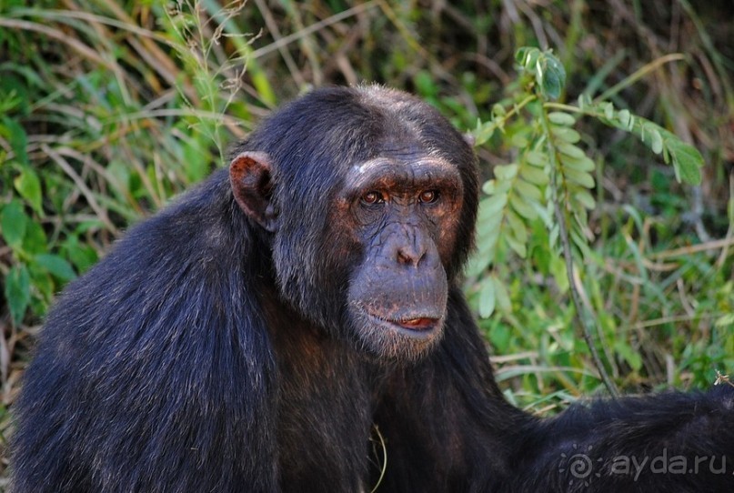 Кения, Свит Вотерз