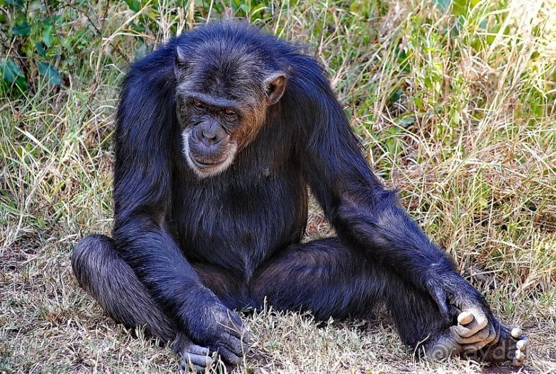 Кения, Свит Вотерз
