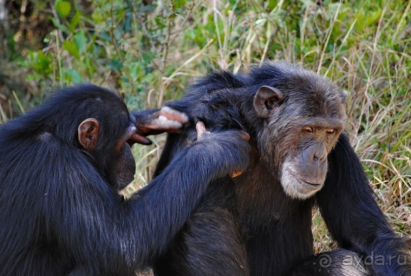 Кения, Свит Вотерз