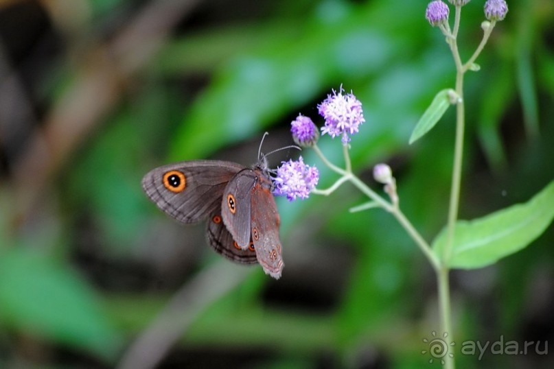 Кения, Свит Вотерз
