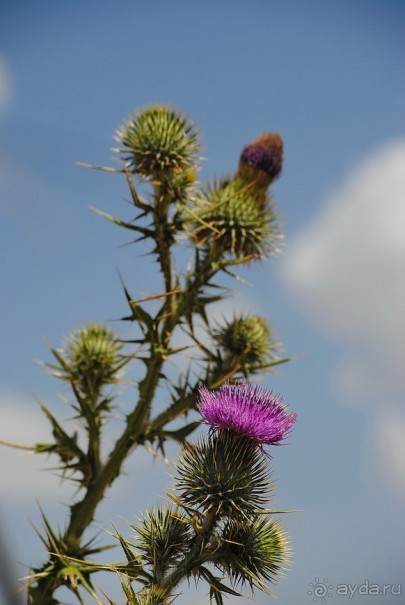 Кения, Свит Вотерз