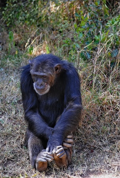 Кения, Свит Вотерз