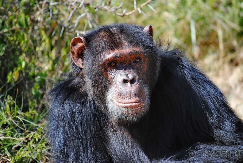 Кения, Свит Вотерз