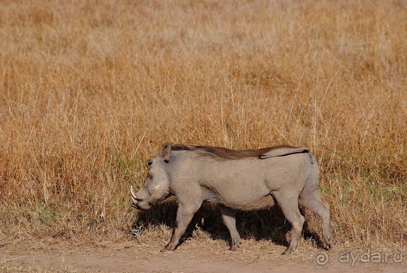 Кения, Свит Вотерз