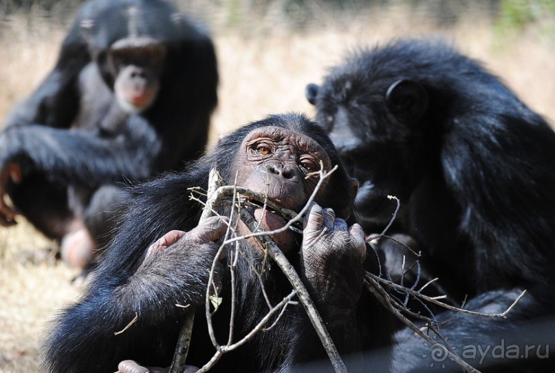 Кения, Свит Вотерз