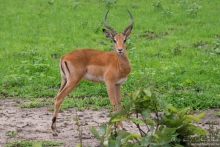 Замбия: Дорога, Луангва, птицы, звери и люди