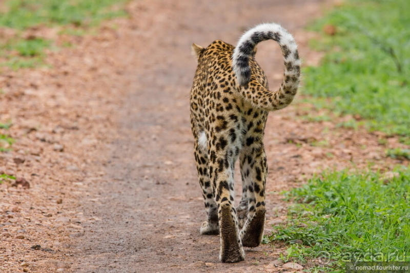 Замбия: Дорога, Луангва, птицы, звери и люди