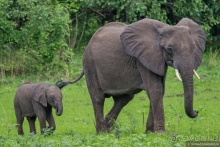 Замбия: Дорога, Луангва, птицы, звери и люди