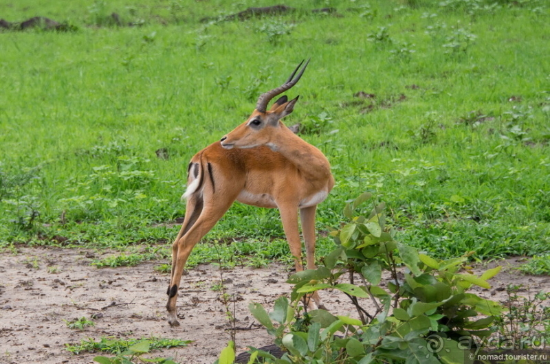 Замбия: Дорога, Луангва, птицы, звери и люди