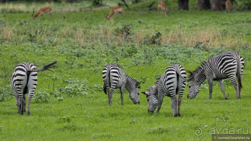 Замбия: Дорога, Луангва, птицы, звери и люди