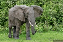 Замбия: Дорога, Луангва, птицы, звери и люди