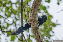 Замбия: Дорога, Луангва, птицы, звери и люди