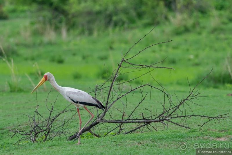 Замбия: Дорога, Луангва, птицы, звери и люди