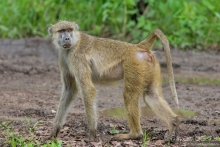 Замбия: Дорога, Луангва, птицы, звери и люди