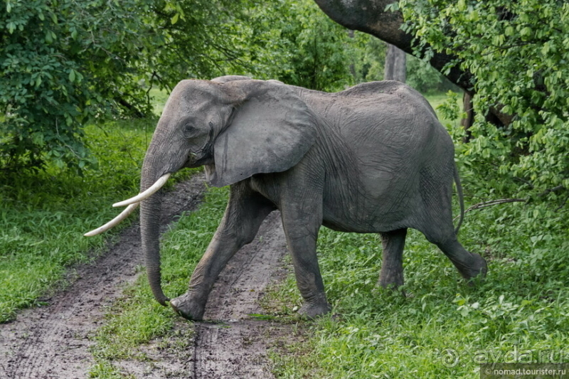 Замбия: Дорога, Луангва, птицы, звери и люди