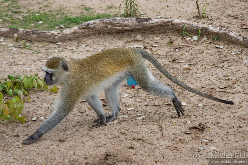 Замбия: Дорога, Луангва, птицы, звери и люди