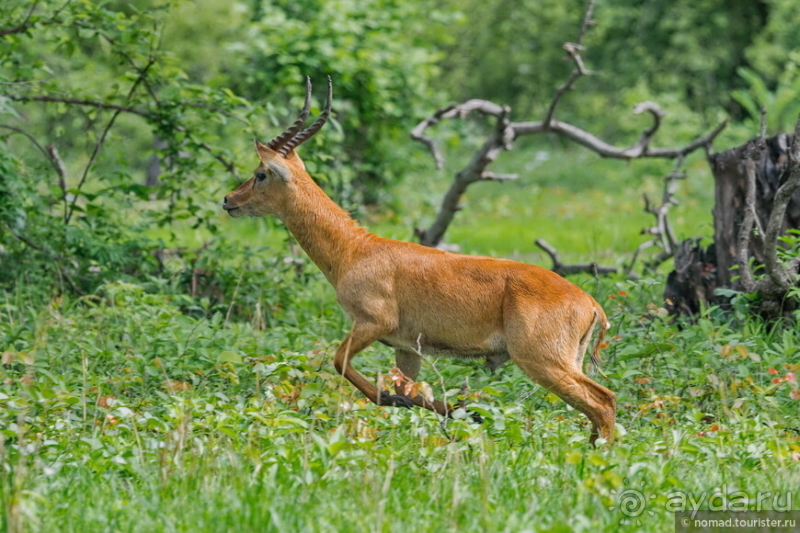 Замбия: Дорога, Луангва, птицы, звери и люди