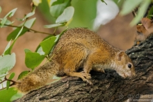 Замбия: Дорога, Луангва, птицы, звери и люди