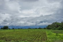 Замбия: Дорога, Луангва, птицы, звери и люди