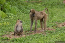 Замбия: Дорога, Луангва, птицы, звери и люди
