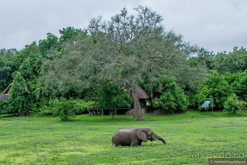 Замбия: Дорога, Луангва, птицы, звери и люди