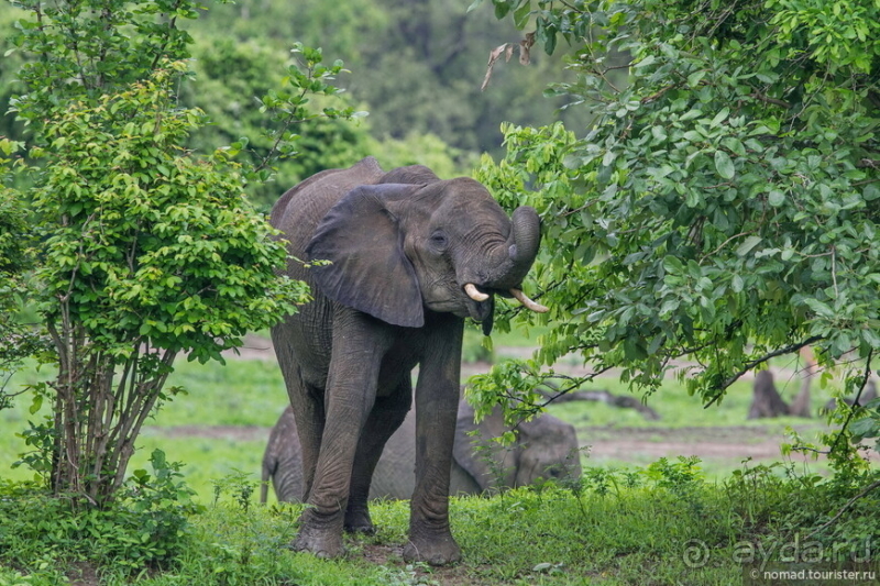 Замбия: Дорога, Луангва, птицы, звери и люди