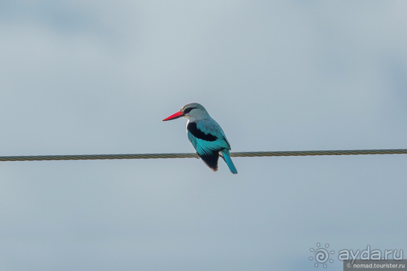 Замбия: Дорога, Луангва, птицы, звери и люди