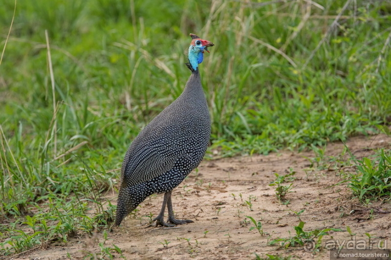Замбия: Дорога, Луангва, птицы, звери и люди