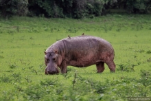 Замбия: Дорога, Луангва, птицы, звери и люди