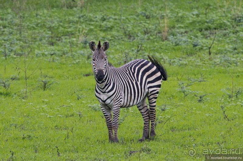 Замбия: Дорога, Луангва, птицы, звери и люди
