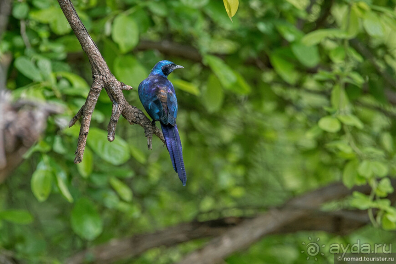 Замбия: Дорога, Луангва, птицы, звери и люди