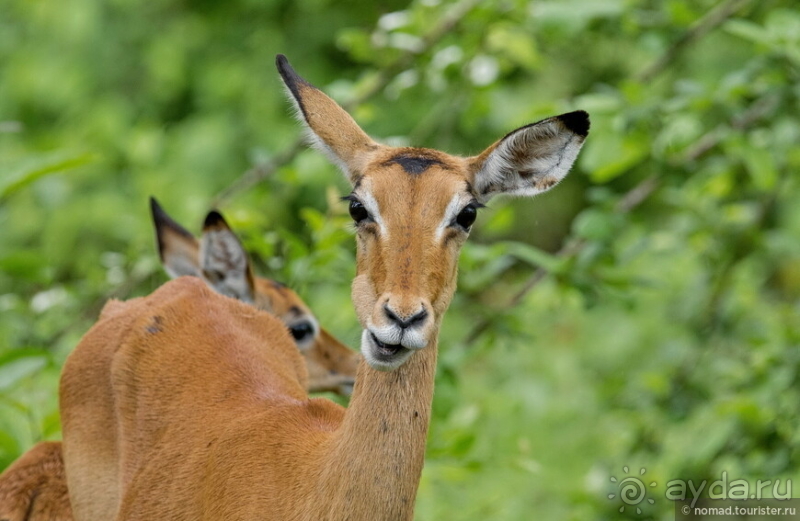 Замбия: Дорога, Луангва, птицы, звери и люди