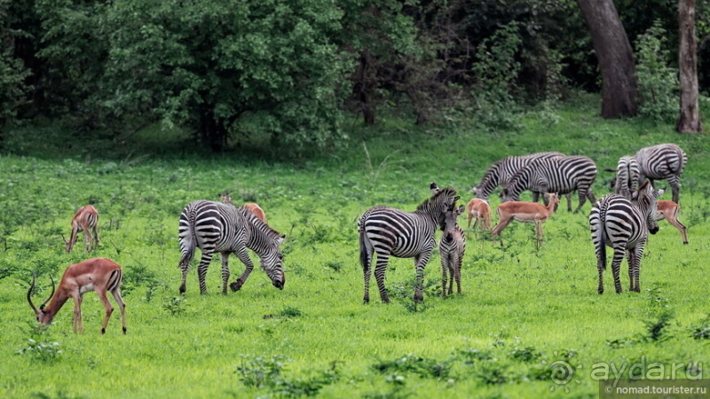 Замбия: Дорога, Луангва, птицы, звери и люди