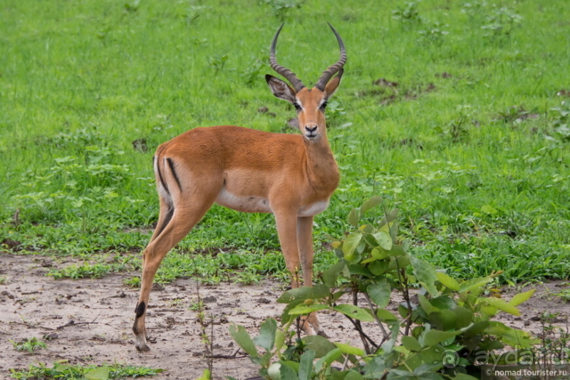 Замбия: Дорога, Луангва, птицы, звери и люди