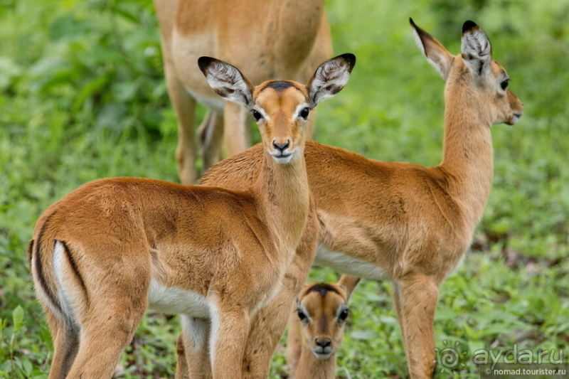 Замбия: Дорога, Луангва, птицы, звери и люди