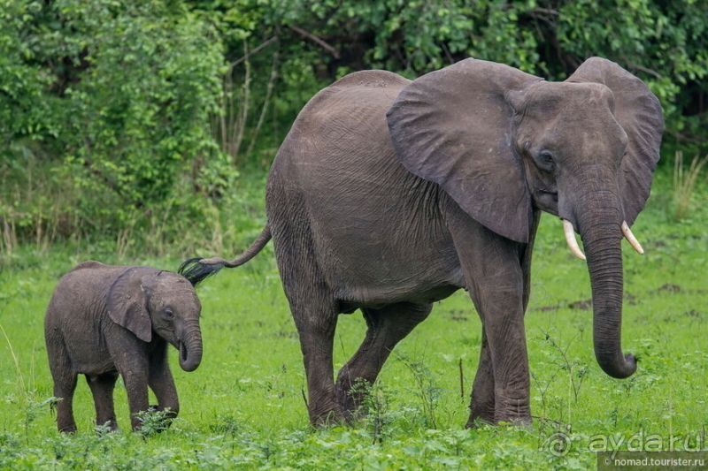 Замбия: Дорога, Луангва, птицы, звери и люди