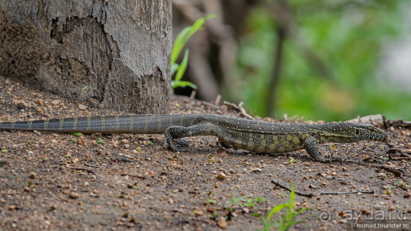 Замбия: Дорога, Луангва, птицы, звери и люди