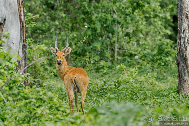 Замбия: Дорога, Луангва, птицы, звери и люди