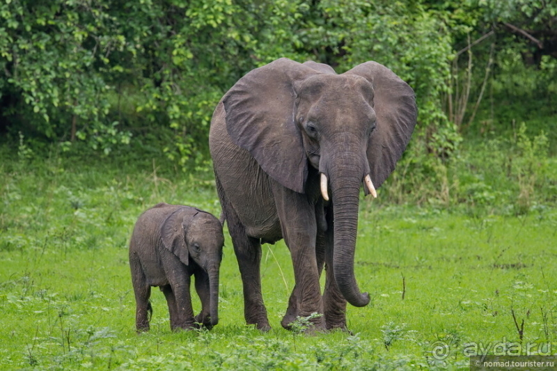 Замбия: Дорога, Луангва, птицы, звери и люди