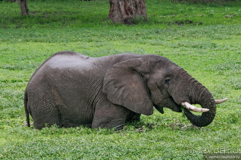 Замбия: Дорога, Луангва, птицы, звери и люди