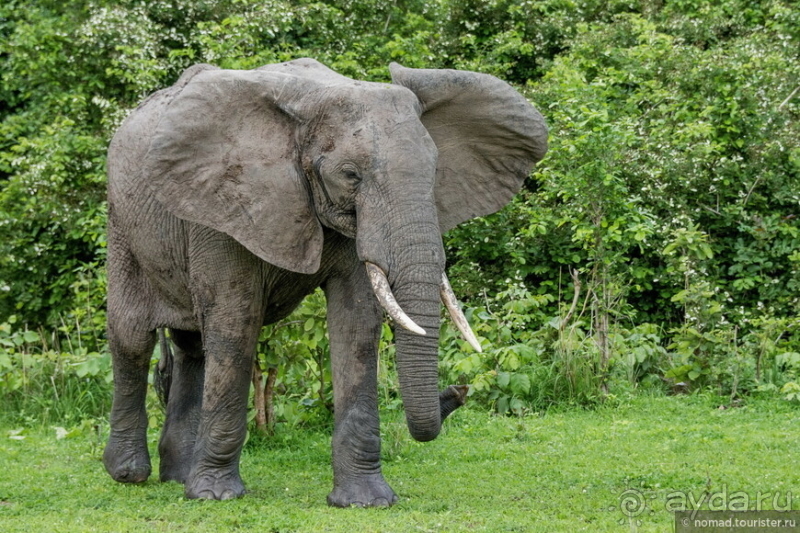 Замбия: Дорога, Луангва, птицы, звери и люди