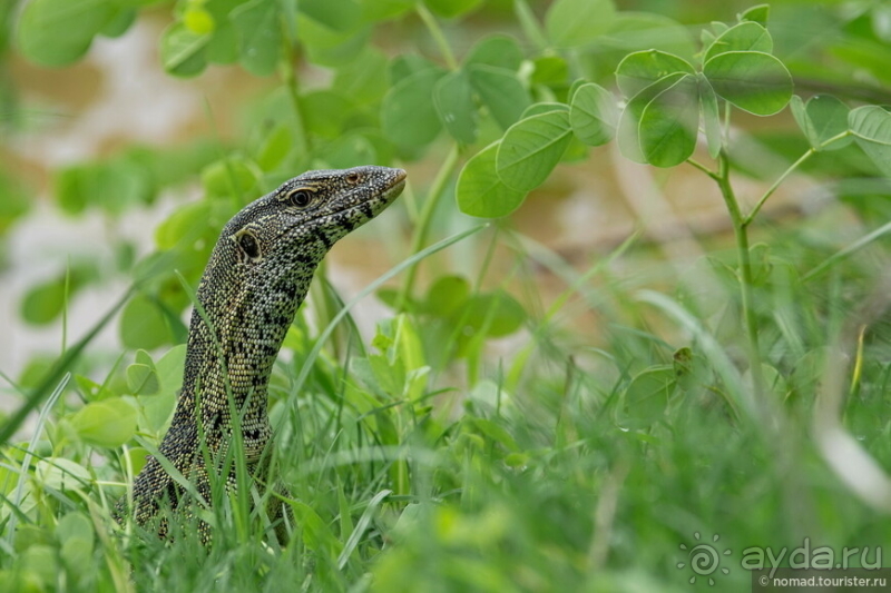 Замбия: Дорога, Луангва, птицы, звери и люди