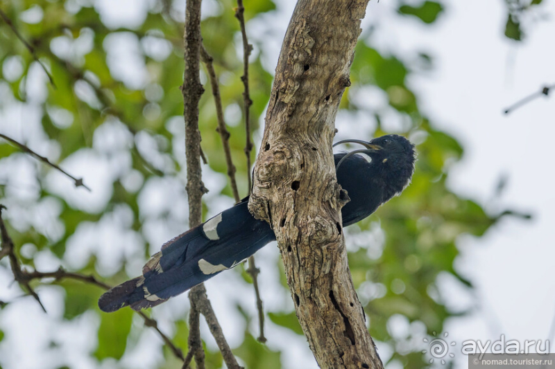 Замбия: Дорога, Луангва, птицы, звери и люди