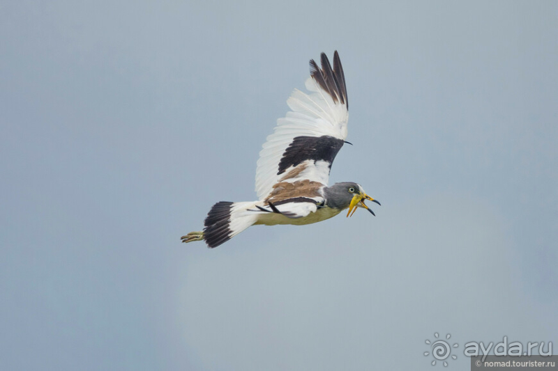 Замбия: Дорога, Луангва, птицы, звери и люди