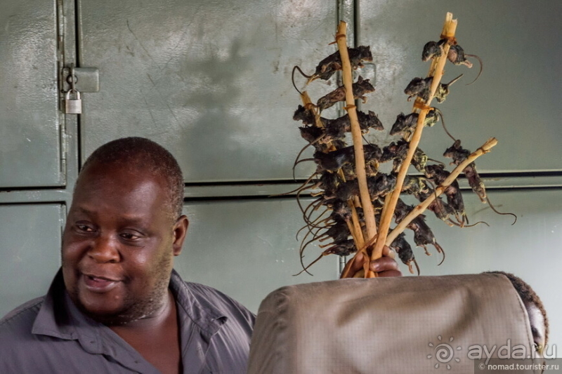 Замбия: Дорога, Луангва, птицы, звери и люди