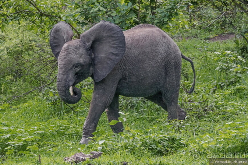 Замбия: Дорога, Луангва, птицы, звери и люди