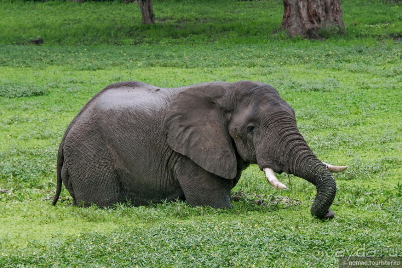 Замбия: Дорога, Луангва, птицы, звери и люди
